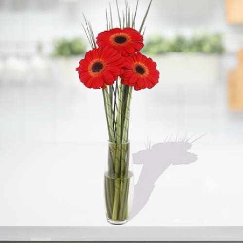 3 Red Gerberas In Vase