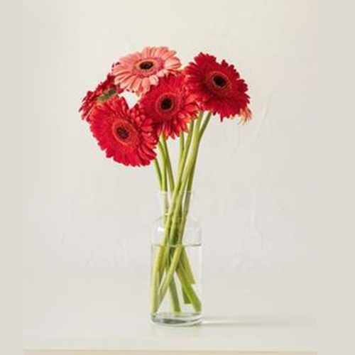Red Gerberas Bouquet In A Vase