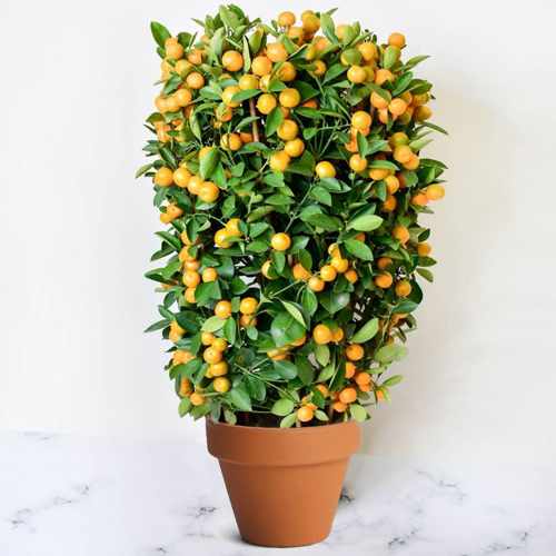 Auspicious Plant For New Year