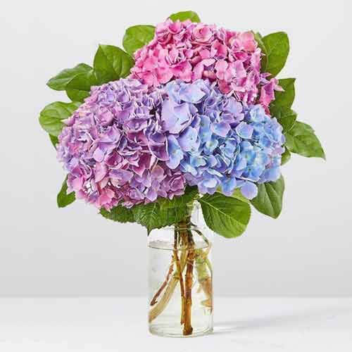 Mixed Hydrangea Flowers In Vase