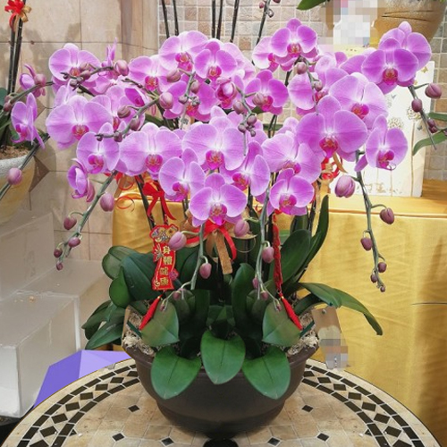 12 Pink Orchids In A Pot