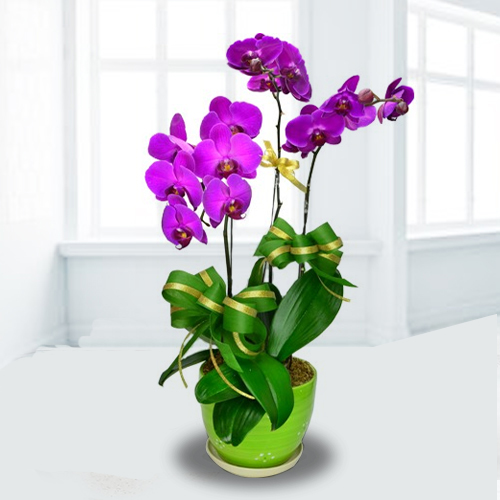 3 Purple Orchids In Pot