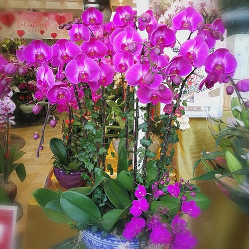 9 Purple Orchids In Pot
