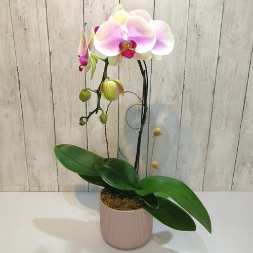 Single Orchid In A Classic Pot