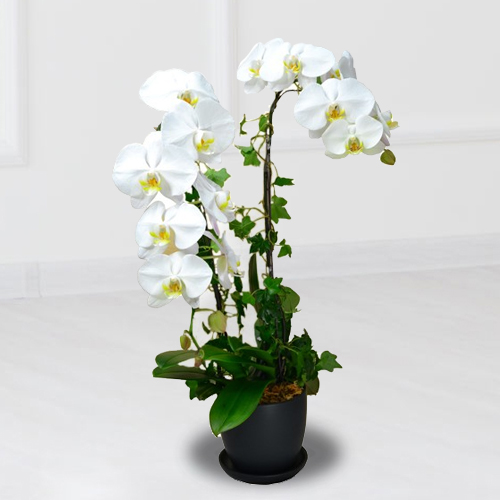 2 White Orchids In A Pot