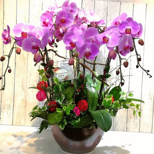Pink Phalaenopsis Orchids In Pot
