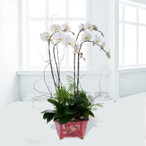 4 Phalaenopsis Orchids In A Pot.