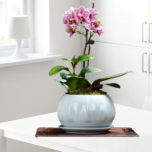 Single Phalaenopsis Orchid In Pot